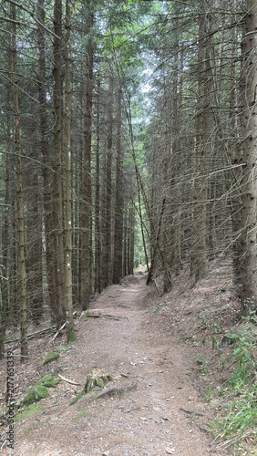 Scenic Path in the Forest