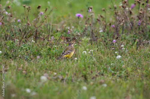 Фотография Yellow wagtail on the grass