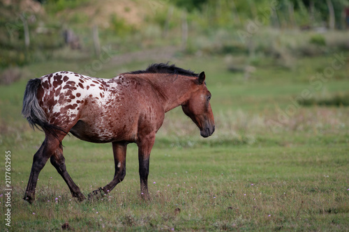 Foto Appaloosa Horse with Roan Blanket Pattern Walking in Green Meadow