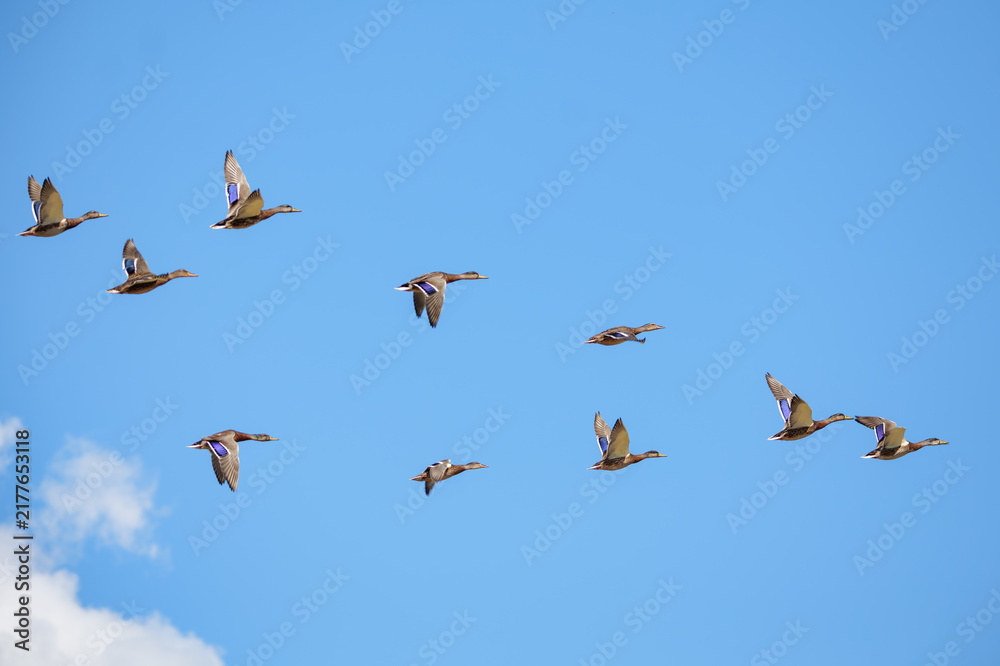 Fototapeta premium Greylag geese in flight against a blue, cloudy sky.