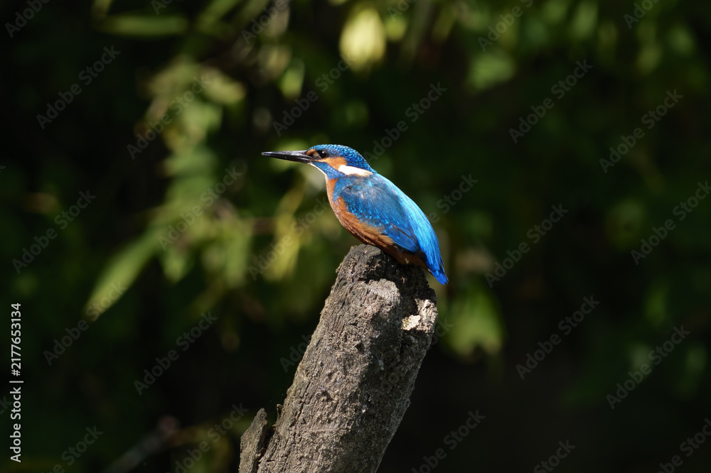 Obraz premium kingfisher on the branch