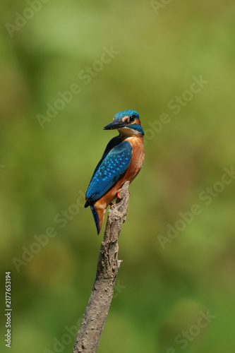 A beautiful, colorful kingfisher against a blurred green background.