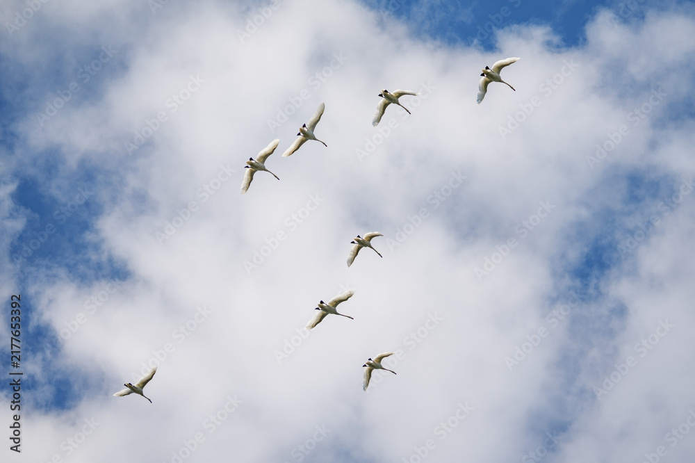 Obraz premium Swans in flight against a blue sky with clouds.