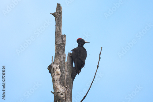 Black Woodpecker
Dryocopus martius