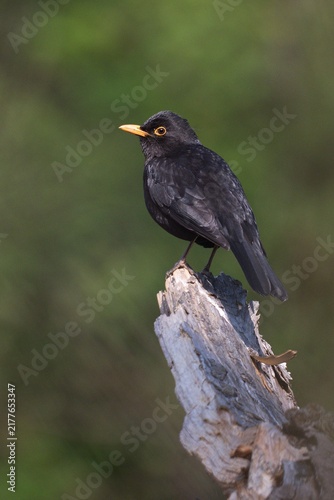 blackbird on a branch