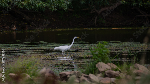snowy egret in the marsh
