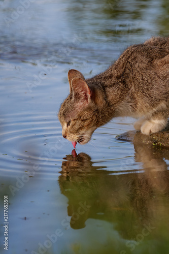 Cat drinking water from a river, tongue visible