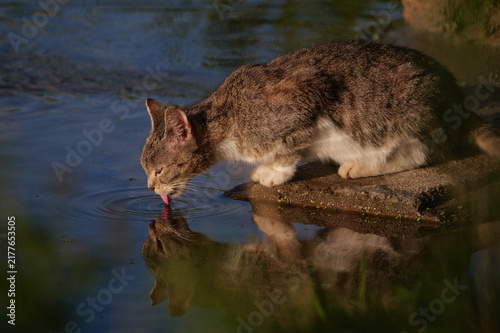 Cat drinking water from a river, tongue visible