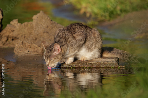 Cat drinking water from a river, tongue visible