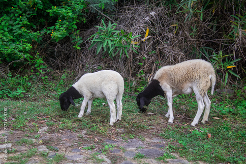 White-Black Sheeps