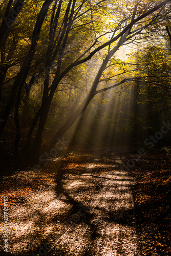 фотографія Sunbeams penetrating misty autumn forest path