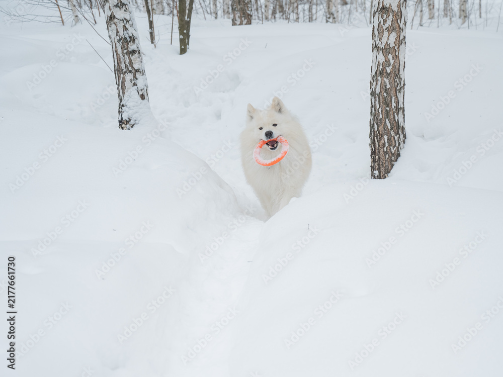 Obraz premium A Samoyed dog plays with a puller on a winter walk.