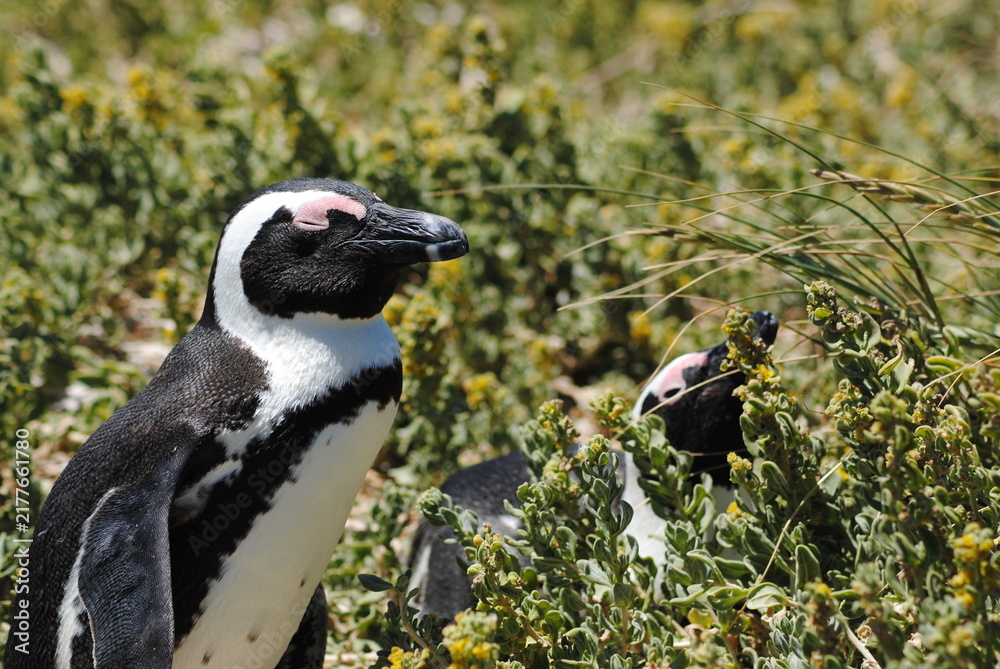 Obraz premium Penguin in the bush
