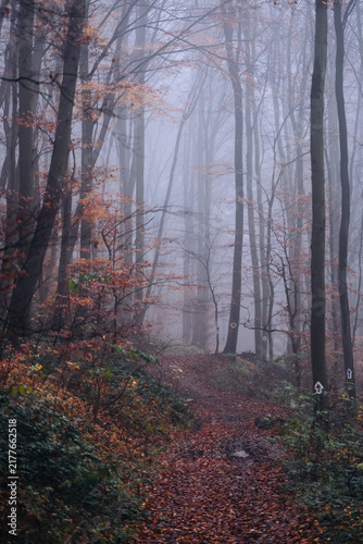 Foto Foggy autumn forest path through mystical woods