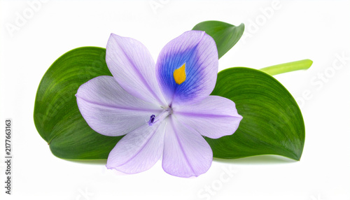 Close-up of a fresh water hyacinth flower, scientifically known as Eichhornia crassipes, featuring delicate purple petals and green leaves isolated on a white background.
