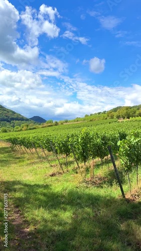 lush green vineyard landscape in the Palatinate (Pfalz) wine region of Rhineland-Palatinate, Germany, German Wine Route
