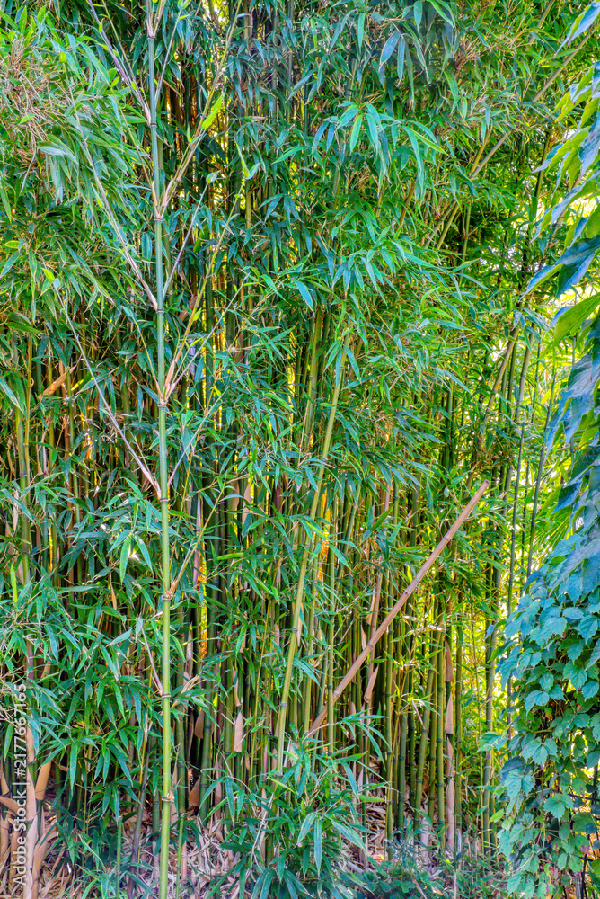 Obraz premium Bamboo plants grow tall at Gardens of Oregon