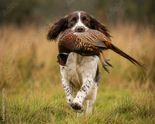 Fototapeta English Springer Spaniel Retrieving a Pheasant
