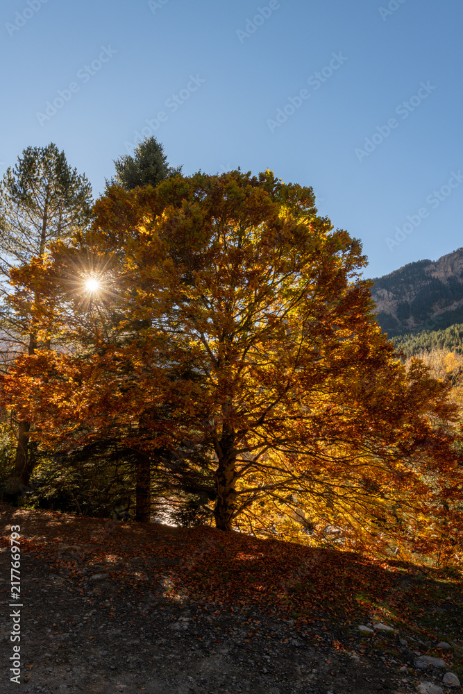 Fototapeta premium A golden autumn tree glows with a sunburst behind its branches, set against a clear blue sky and distant mountains.