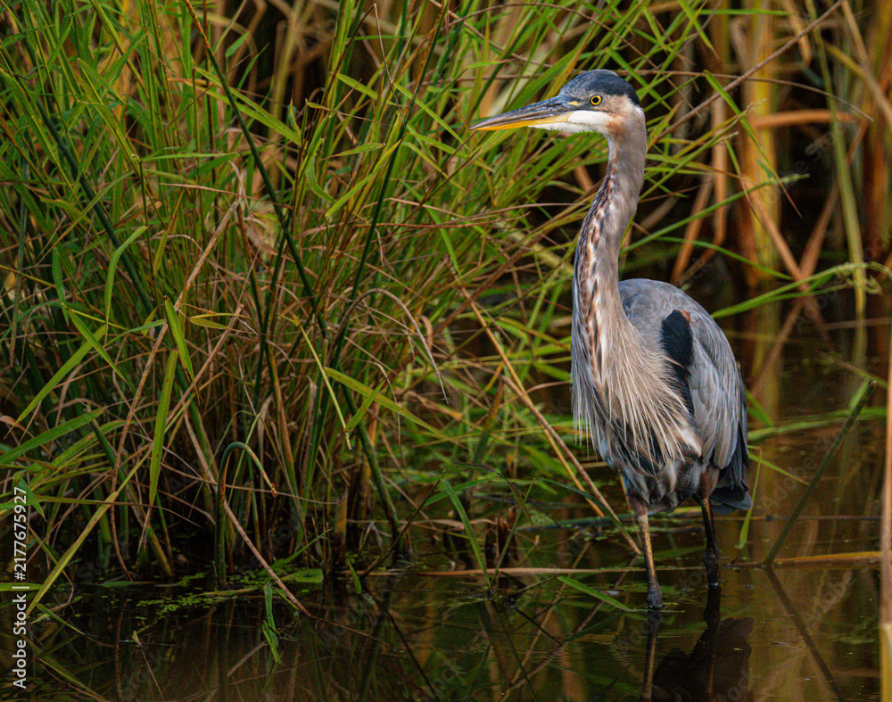 Fototapeta premium great blue heron