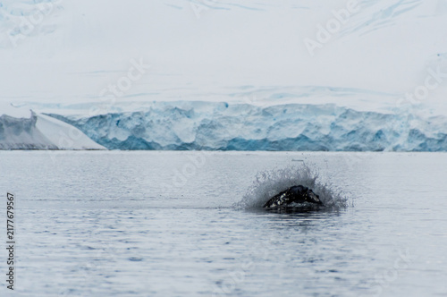 Quadro su tela Close-up of the back of a diving humpback whale -Megaptera novaeangliae- including the dorsal fin and blow hole