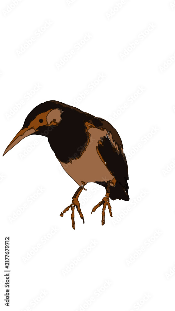 Fototapeta premium Vector illustration of a small brown and black bird