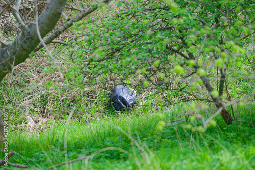 Fotografía Black plastic bag discarded in green grassy natural outdoor environment