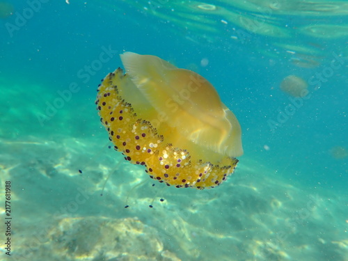 Beautiful yellow jellyfish in the sea
