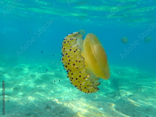 Yellow jellyfish swimming in the blue water