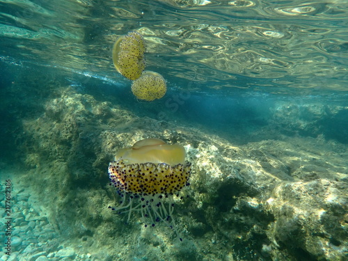 Multiple jellyfishes nearby the beach photo