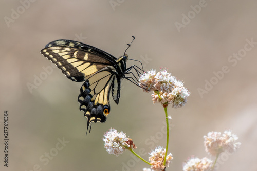 Beautiful big wings of the Pale Swallowtail butterfly helps keep perch on the wildflower drinking nectar