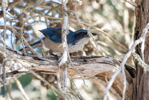 Playful Island Jay bird peeks from under a branch while curiously watching from a tree