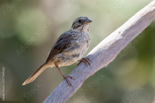 Curious Song Sparrow has firm grip on branch perch while remaining alert with a watchful eye