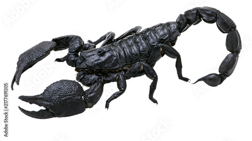 Foto Isolated black scorpion with powerful claws and curved stinger, a dangerous and venomous desert arachnid