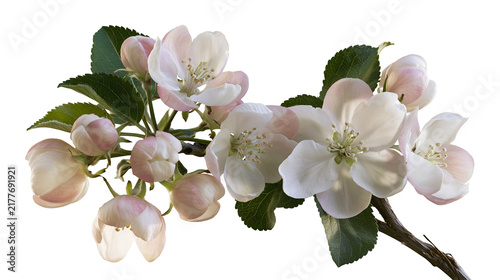 Cuadro en lienzo Isolated branch of delicate white and pink apple tree blossoms and buds with fresh green leaves