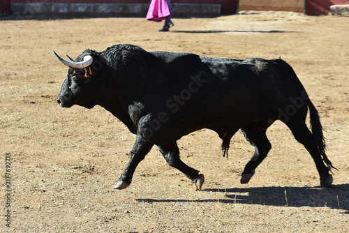 Картината върху платно fighting bull in the spanish bullring in a traditional spectacle of bullfight