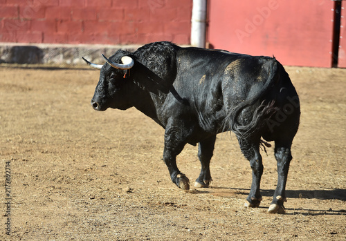Foto fighting bull in the spanish bullring in a traditional spectacle of bullfight