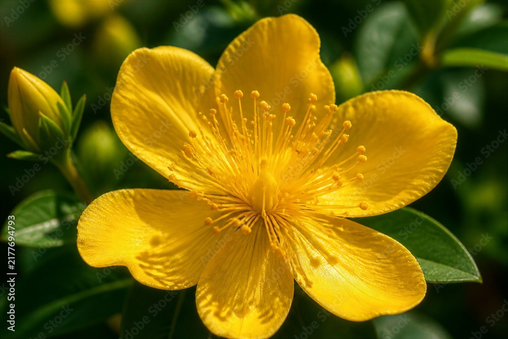 Fototapeta premium Vibrant yellow flower blooms with delicate petals. Center holds fine, golden stamens. Green leaves frame the blossom softly. Sunlight glows through the petals' curves