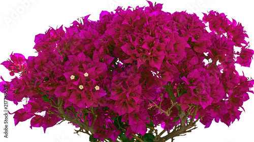Konstfotografi Isolated vibrant magenta bougainvillea plant bursting with abundant colorful blo