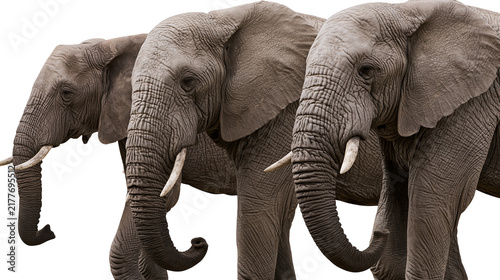 Cuadro en lienzo Isolated majestic group of three African elephants walking in profile with power
