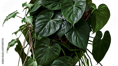Принти на полотні Isolated vibrant ornamental houseplant with dense dark green heart-shaped leaves