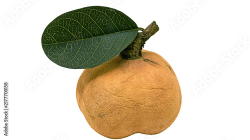 Canvastavla Isolated fresh tropical fruit with fuzzy brown skin and green leaf on woody stem