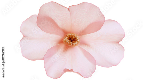 Obraz na plátně Isolated beautiful tender light pink flower with textured petals and golden stam