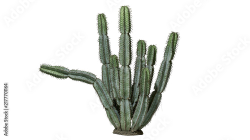 Fotografía Isolated thorny green succulent plant, a cluster of upright cactus-like stems br
