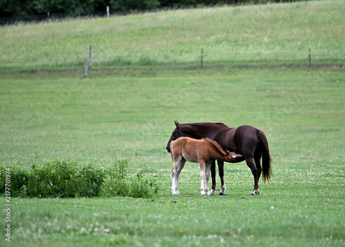 Mare and Colt in the Pasture