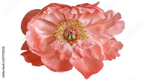 Fotografía Isolated delicate coral pink peony flower in full bloom showing intricate petals