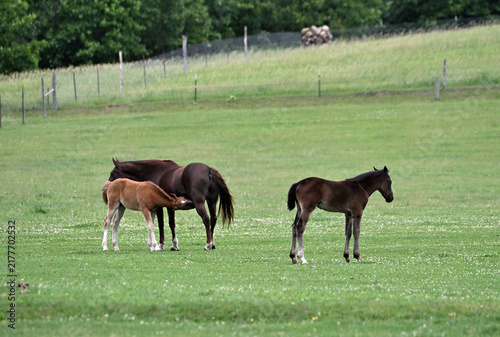 Mare and Two Colts