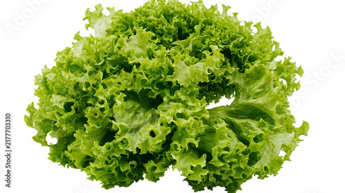 Obraz na plátně Isolated fresh crisp green loose-leaf lettuce healthy ingredient for delicious salads and cooking