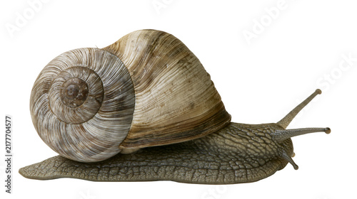 Canvastavla Isolated common garden snail in profile, showing textured body and intricate spiral shell