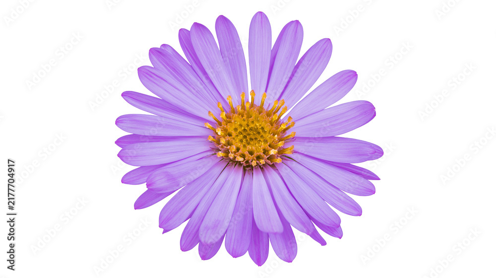 Fototapeta premium Isolated purple aster flower with vibrant yellow center, elegant blooming petals on display